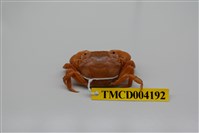 藏品(絨毛近方蟹)的圖片